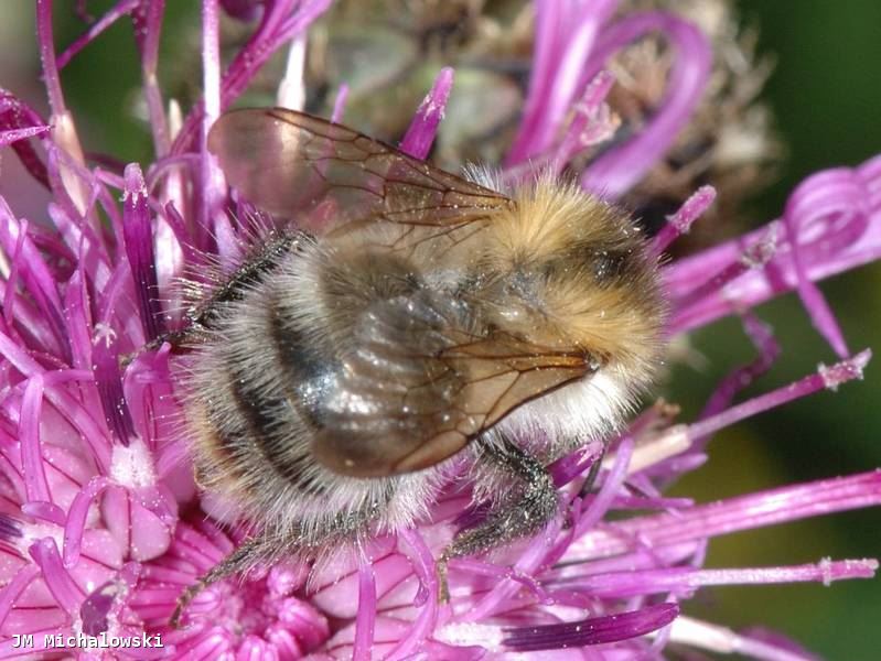 Bombus pascuorum floralis