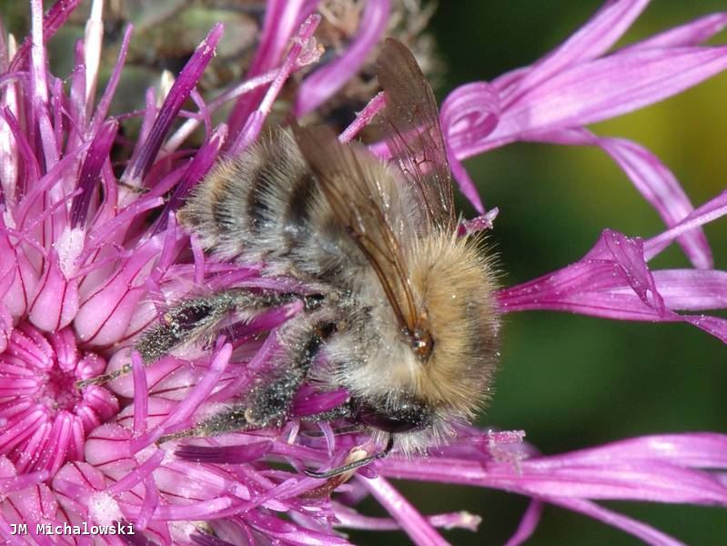 Bombus pascuorum floralis