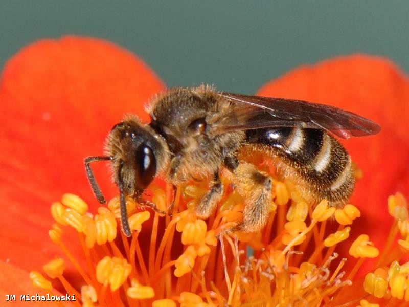 Lasioglossum calceatum