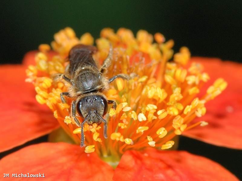 Lasioglossum calceatum