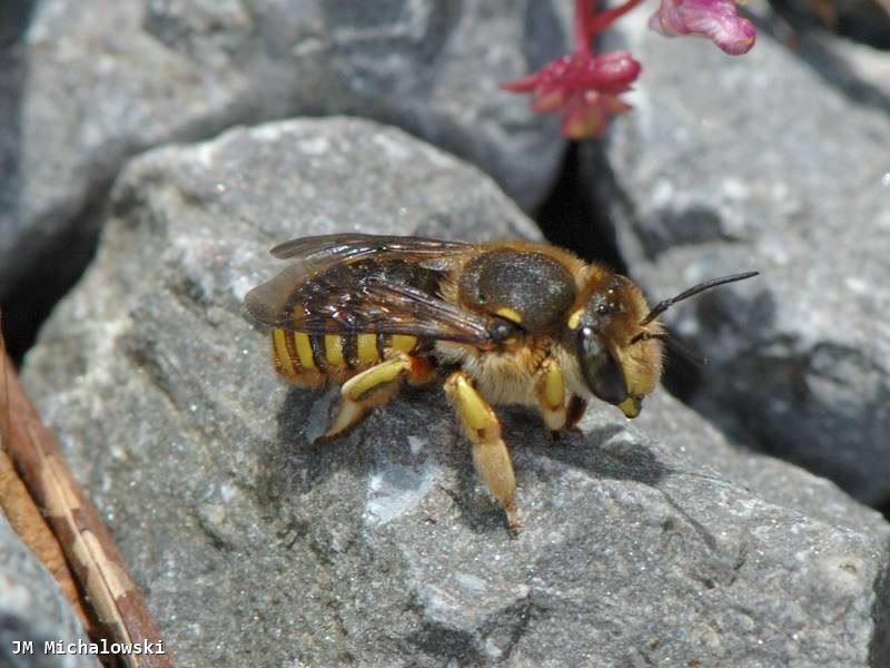 Anthidium manicatum