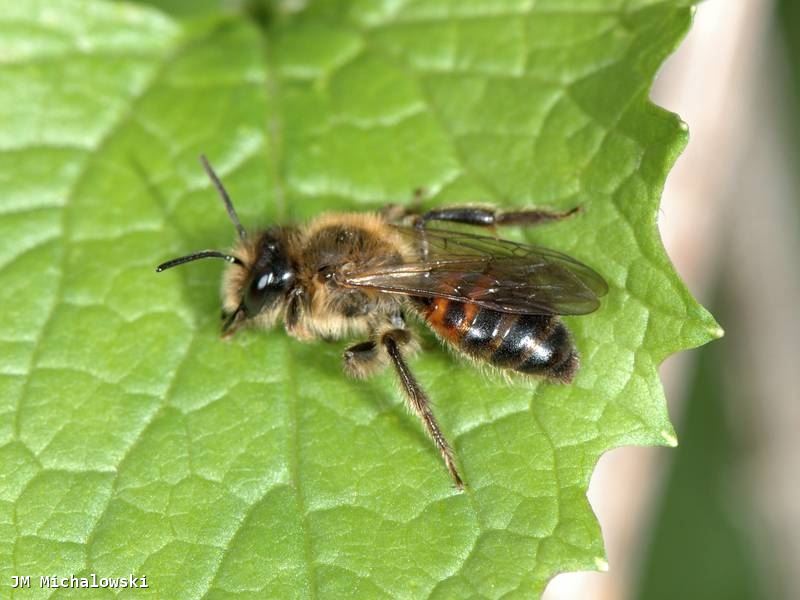 Andrena florea