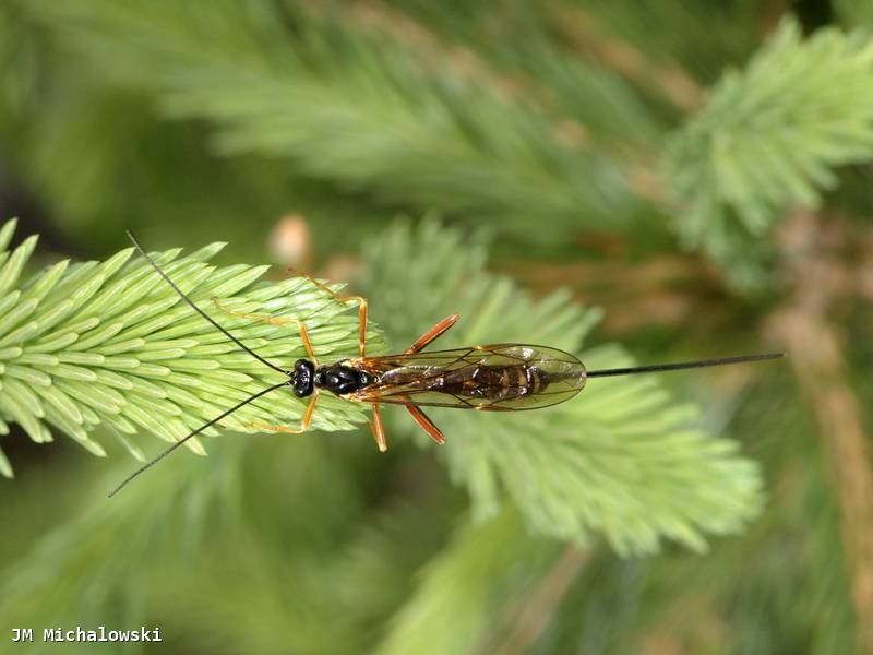 Coleocentrus excitator