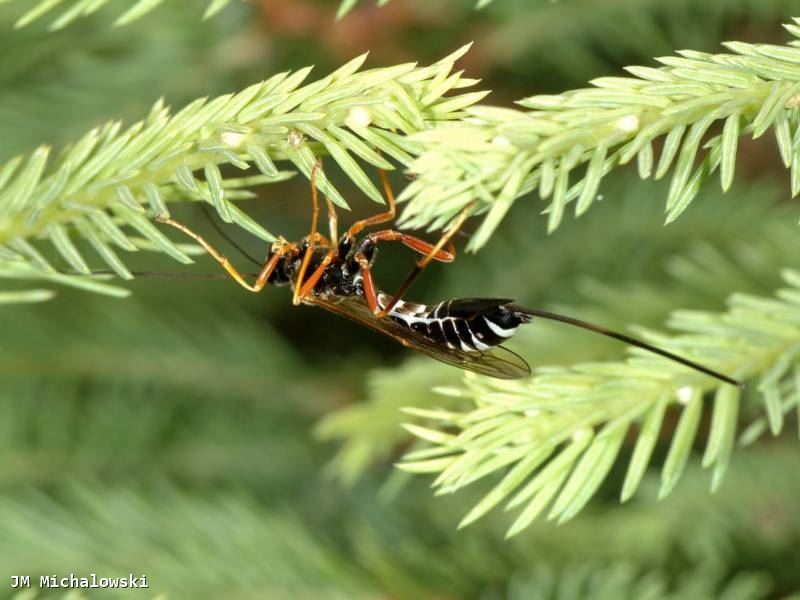 Coleocentrus excitator