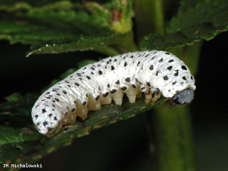 Tenthredo scrophulariae