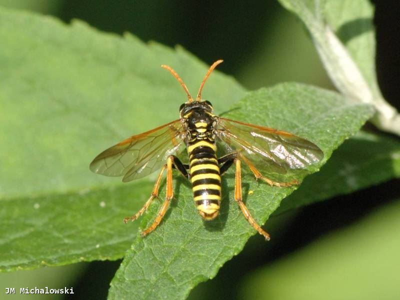 Tenthredo scrophulariae