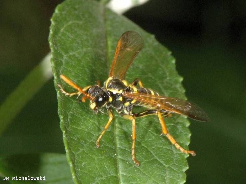 Tenthredo scrophulariae