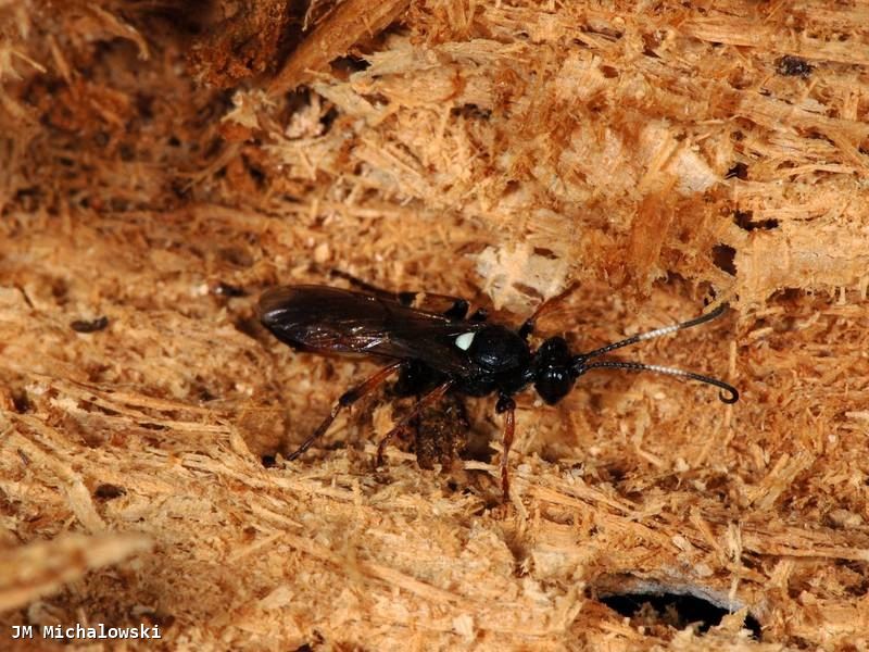 Ichneumon bucculentus