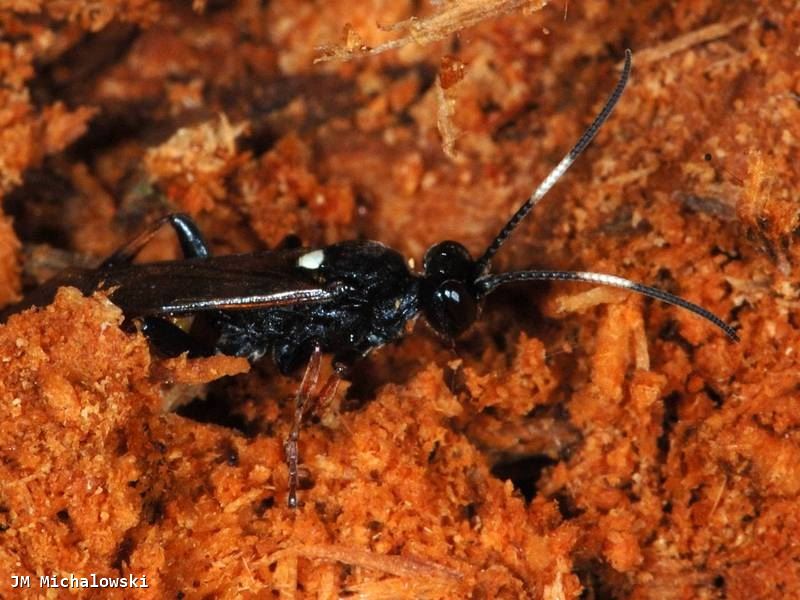 Ichneumon bucculentus