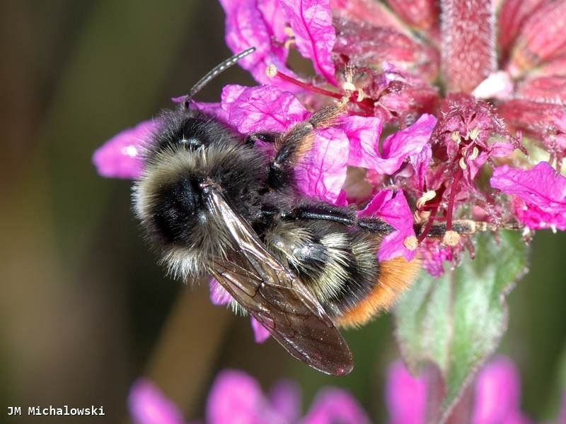 Bombus rupestris