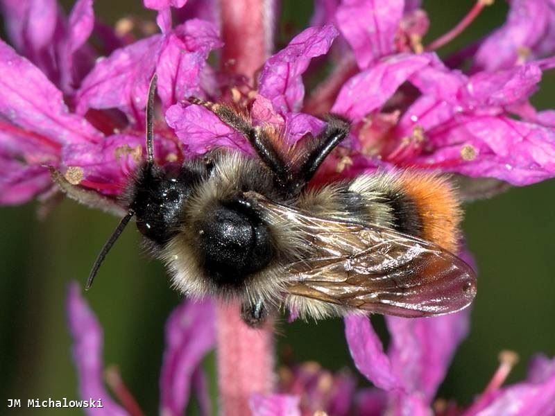 Bombus rupestris