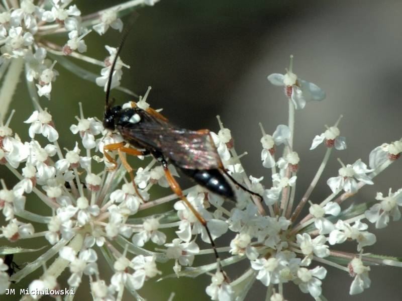 Ctenichneumon inspector 