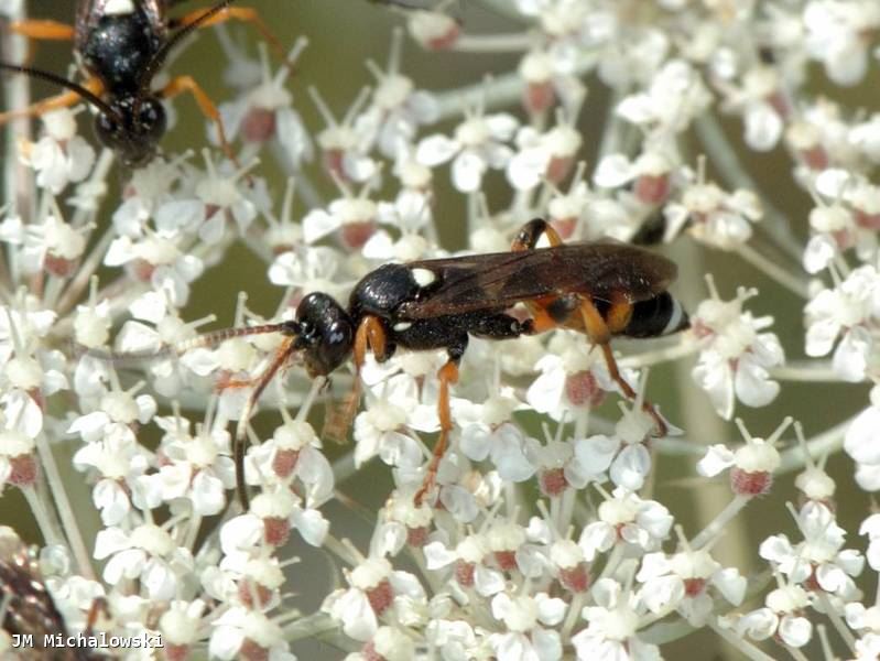 Ichneumon sarcitorius