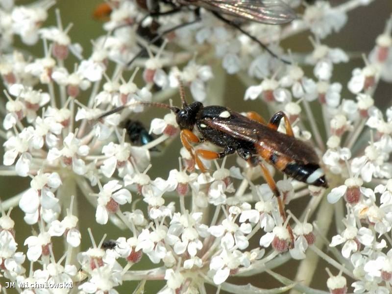 Ichneumon sarcitorius