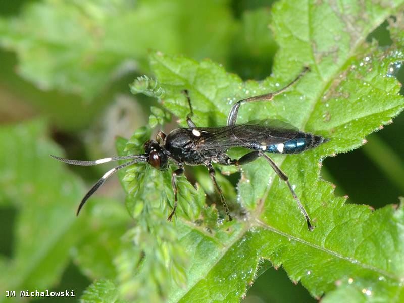 Coelichneumon cyaniventris