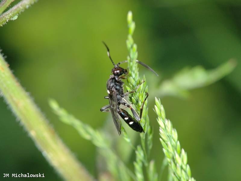 Coelichneumon cyaniventris