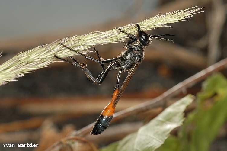 Ammophila sabulosa