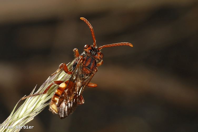 Nomada sp.