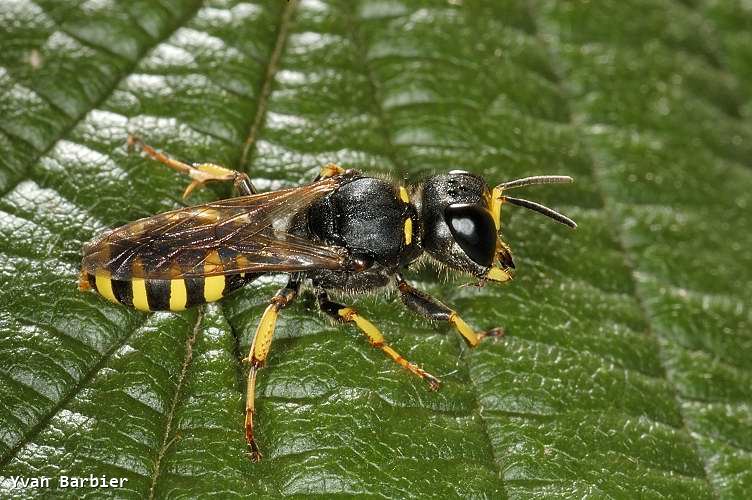 Ectemnius ruficornis