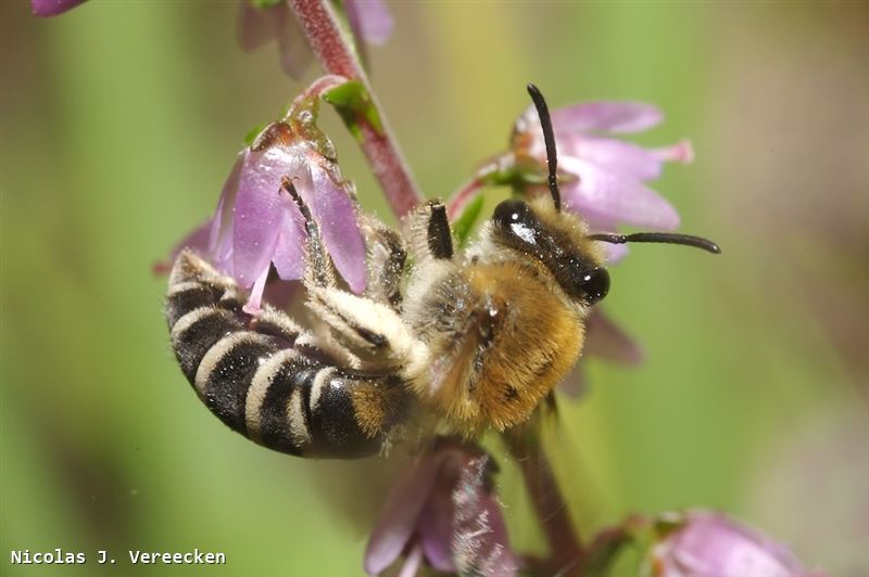 Colletes succinctus