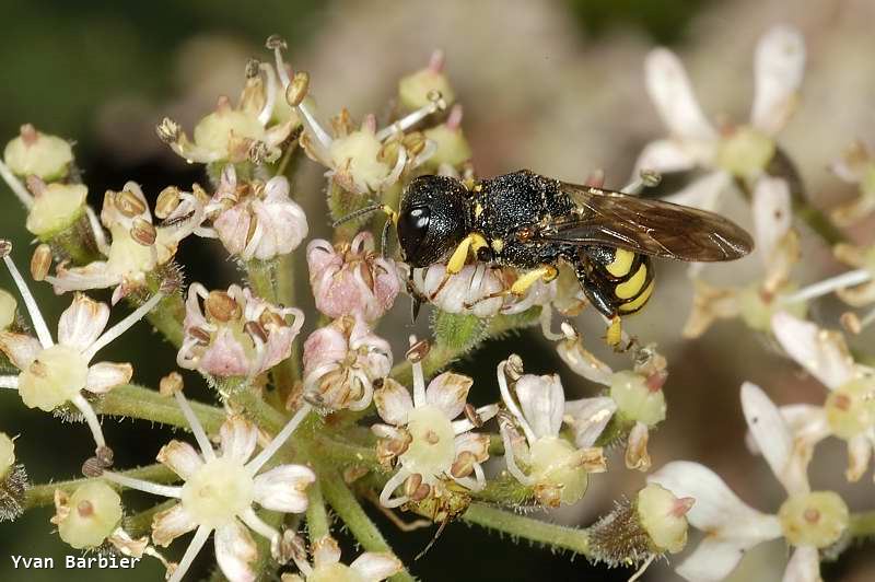 Lestica clypeata fem.