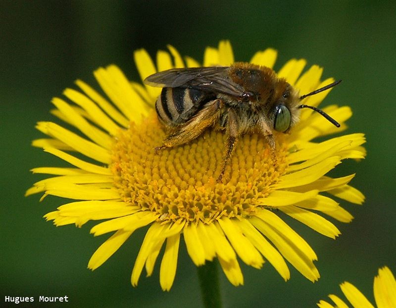 Eucera (Tetraloniella) alticincta (Lepeletier, 1841)