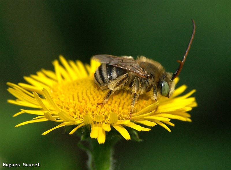 Eucera (Tetraloniella) alticincta (Lepeletier, 1841)