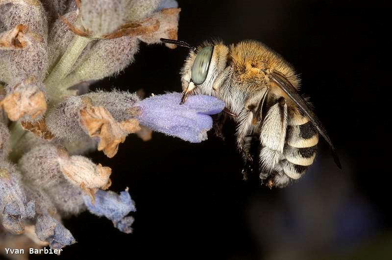 Amegilla albigena fem.