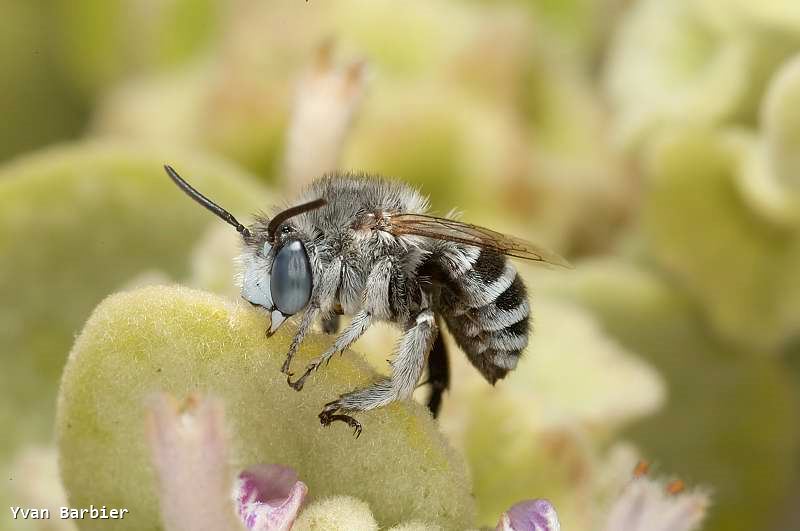 Amegilla albigena male