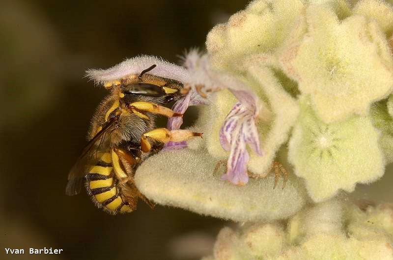 Anthidium sp.