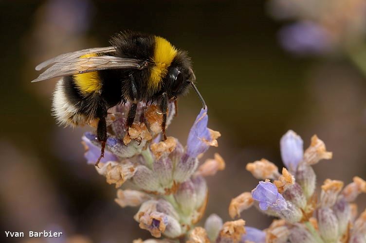 Bombus terrestris mâle