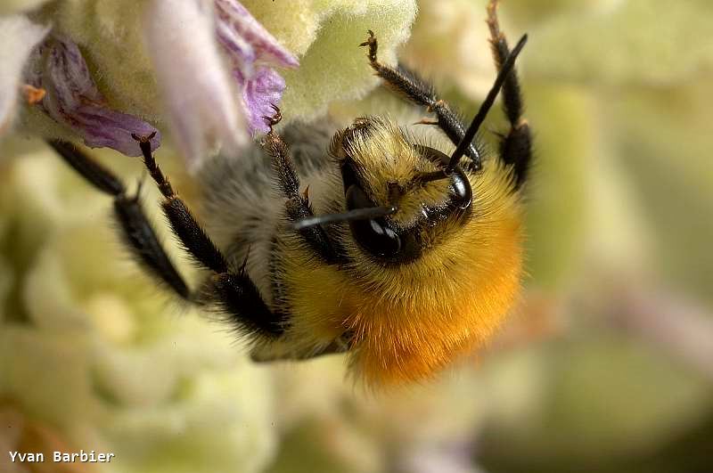 Bombus pascuorum