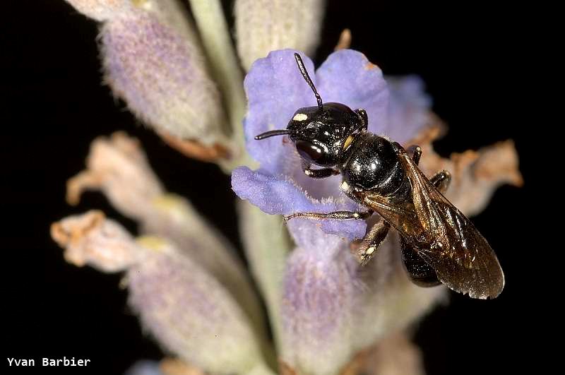 Ceratina sp.