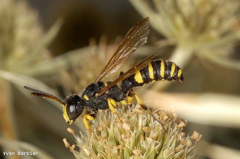 Cerceris arenaria male