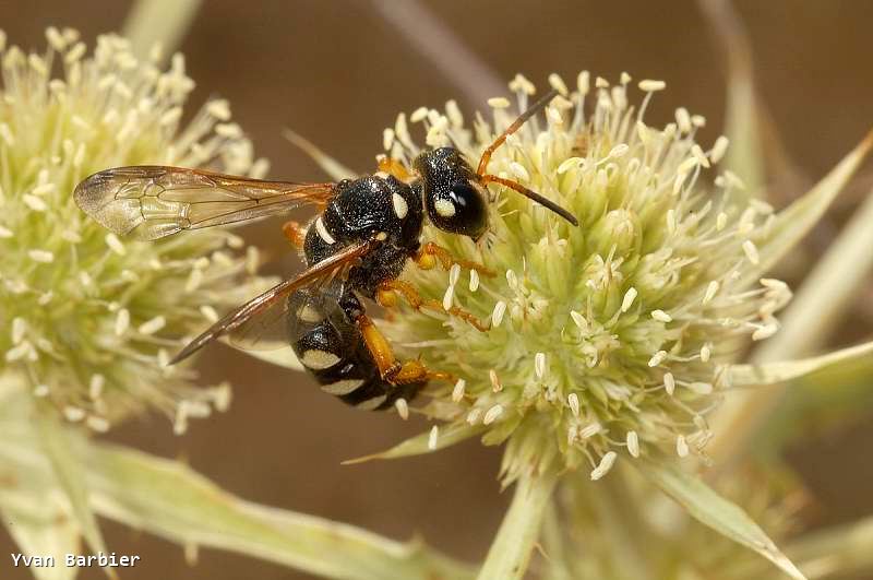 Cerceris flavicornis fem.