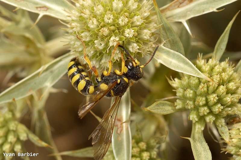 Cerceris flavilabris fem.