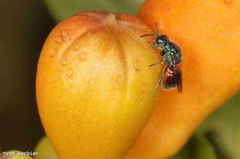 Chrysididae sp.