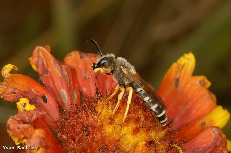 Halictus scabiosae male