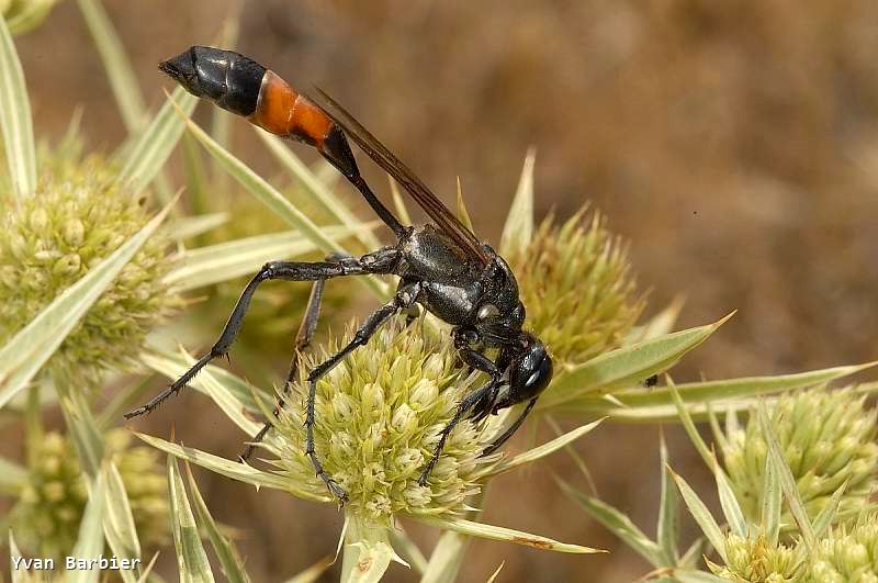 Hoplammophila armata