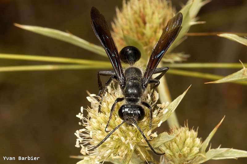 Isodontia mexicana