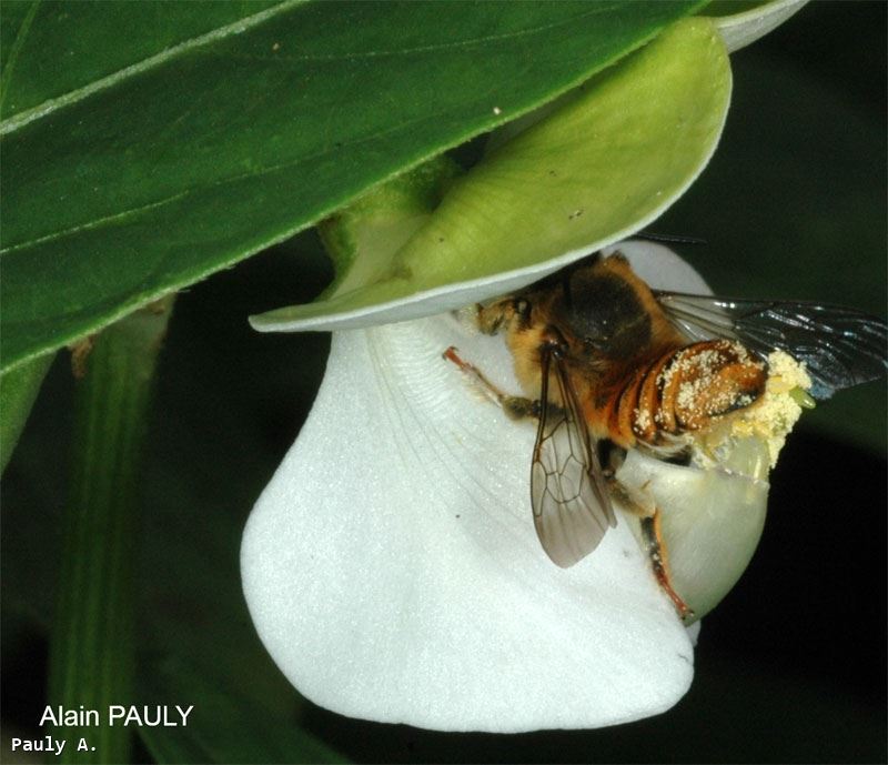 Megachile eurymera