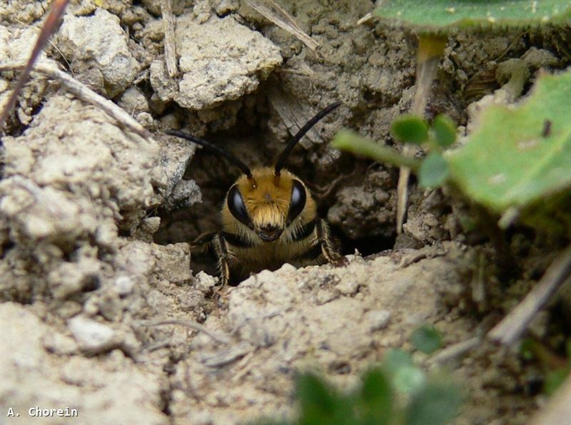 Colletes hederae