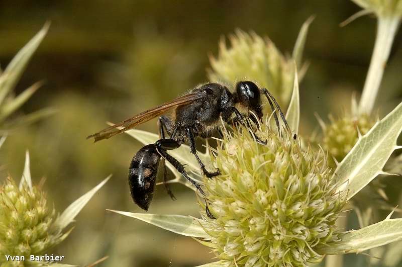 Isodontia paludosa