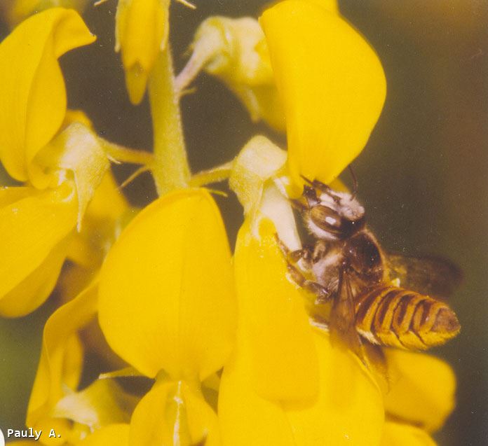 Megachile eurymera