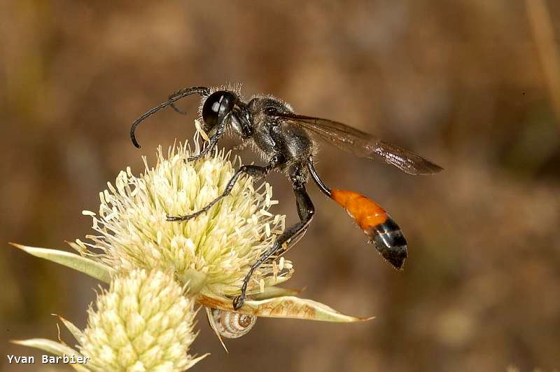 Isodontia splendidula