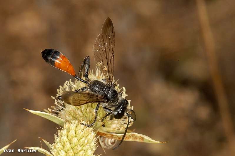 Isodontia splendidula