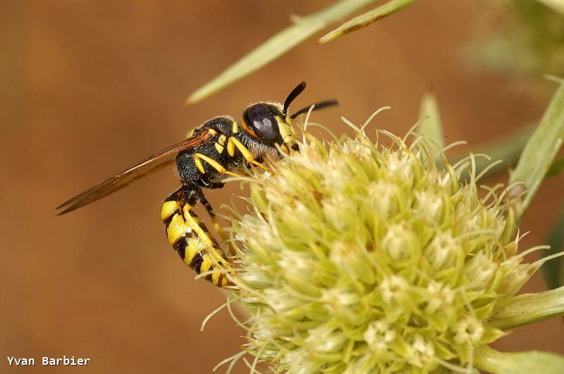 Philanthus triangulum male