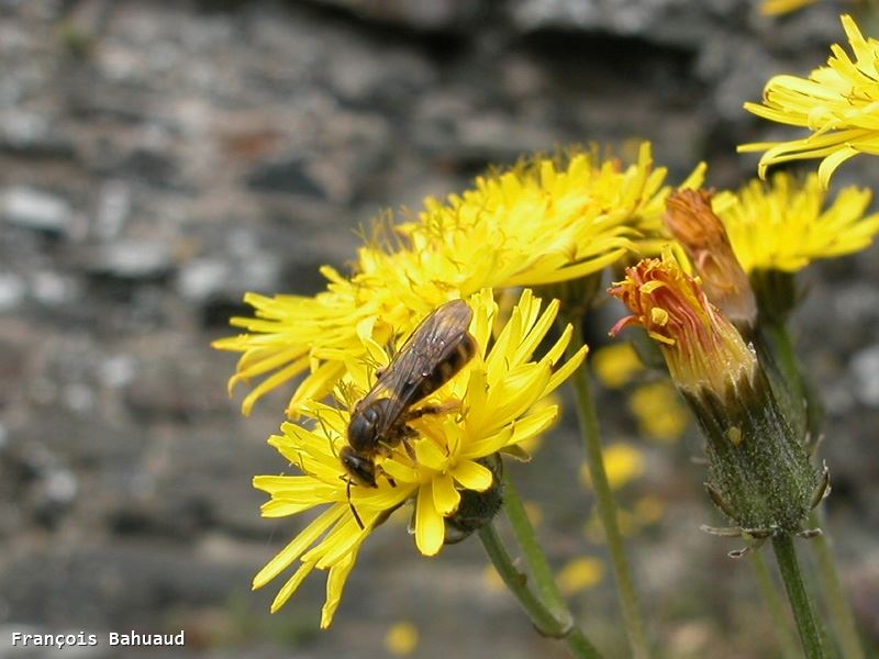 Evylaeus calceatus