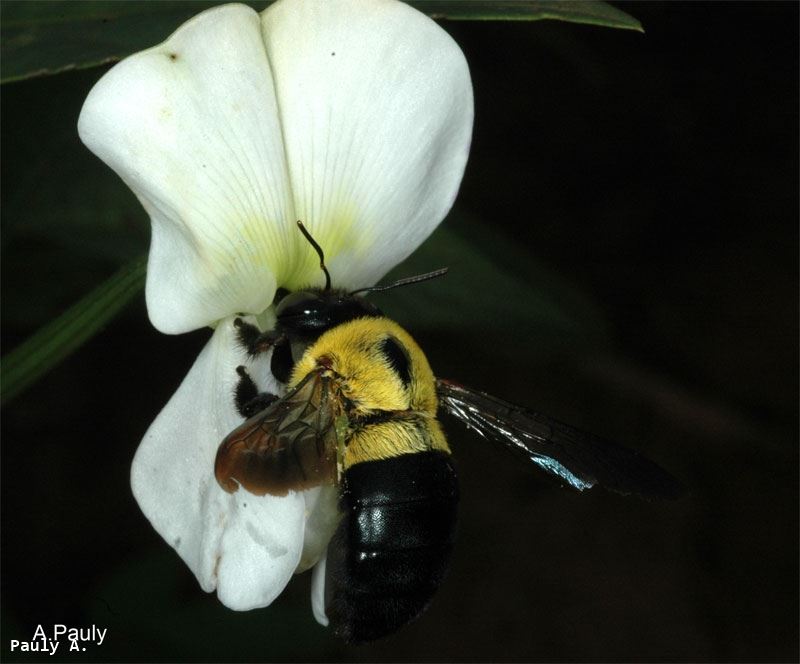 Xylocopa olivacea