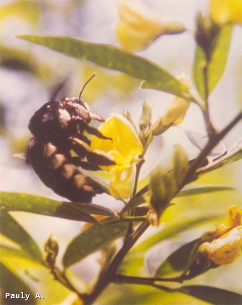 Xylocopa nigrita